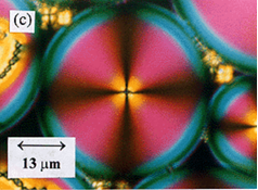 Figure 5 A nematic droplet (mostly pink) is water (black) viewed through crossed polarizers.  At the center is a small water droplet.  The boundary conditions are that the director be perpendicular to both the inner and outer surfaces creating a configuration that the director always points in the radial direction.