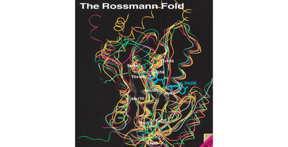 Black image with colorful squiggly lines and text reading "The Rossmann Fold"