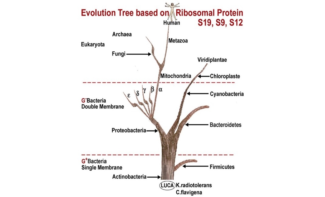 Graphic depiction of a tree structure, titled "Evolution Tree based on Ribosomal Protein."