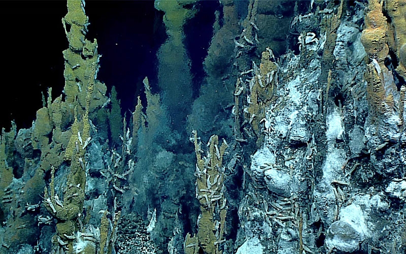 Life congregates around a hydrothermal vent chimney on the floor of the Pacific Ocean.