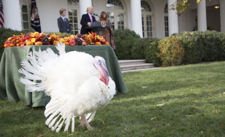 White House at Thanksgiving 