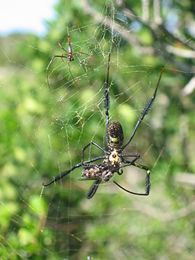 A male tufted golden orb weaver spider guarding a feeding female