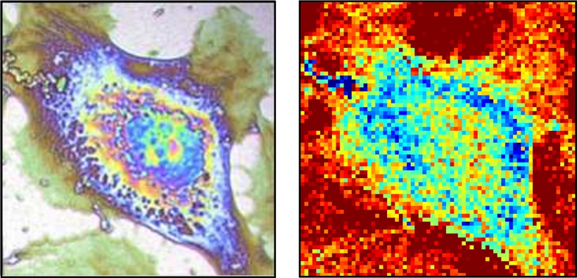 On the left, a classical phase contrast image of a cell obtained via a standard microscope. On the right, a thermal image of the same cell recorded with the team's thermal imaging device. Credit: Bordeaux University