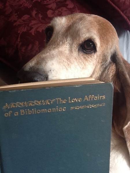 Lucy the dog reading The Love Affairs of a Bibliomaniac by Eugene Field, 1896. This book is not in the Wenner Collection, but you can read all about it in the blog Stevereads